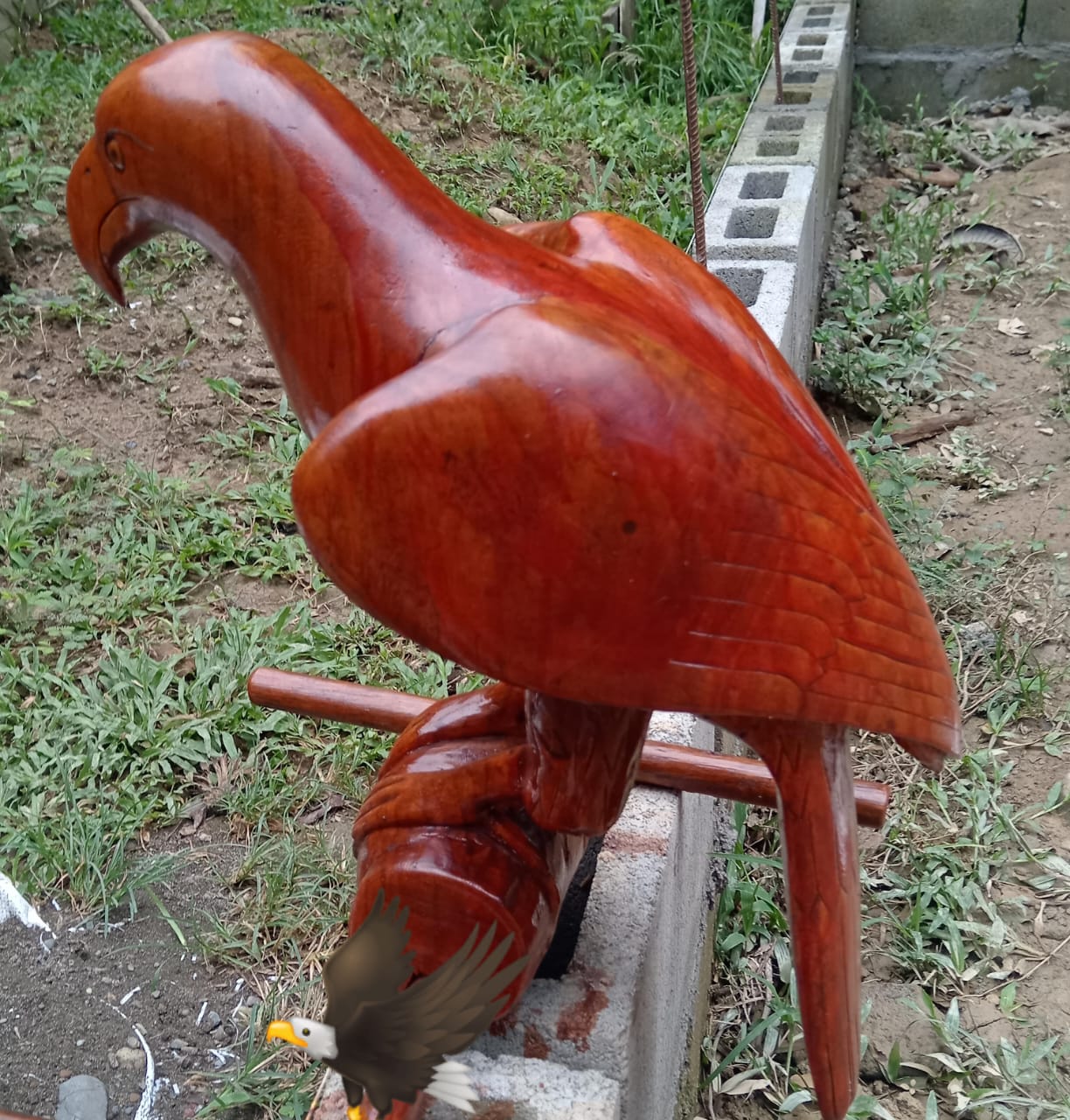 Aigle