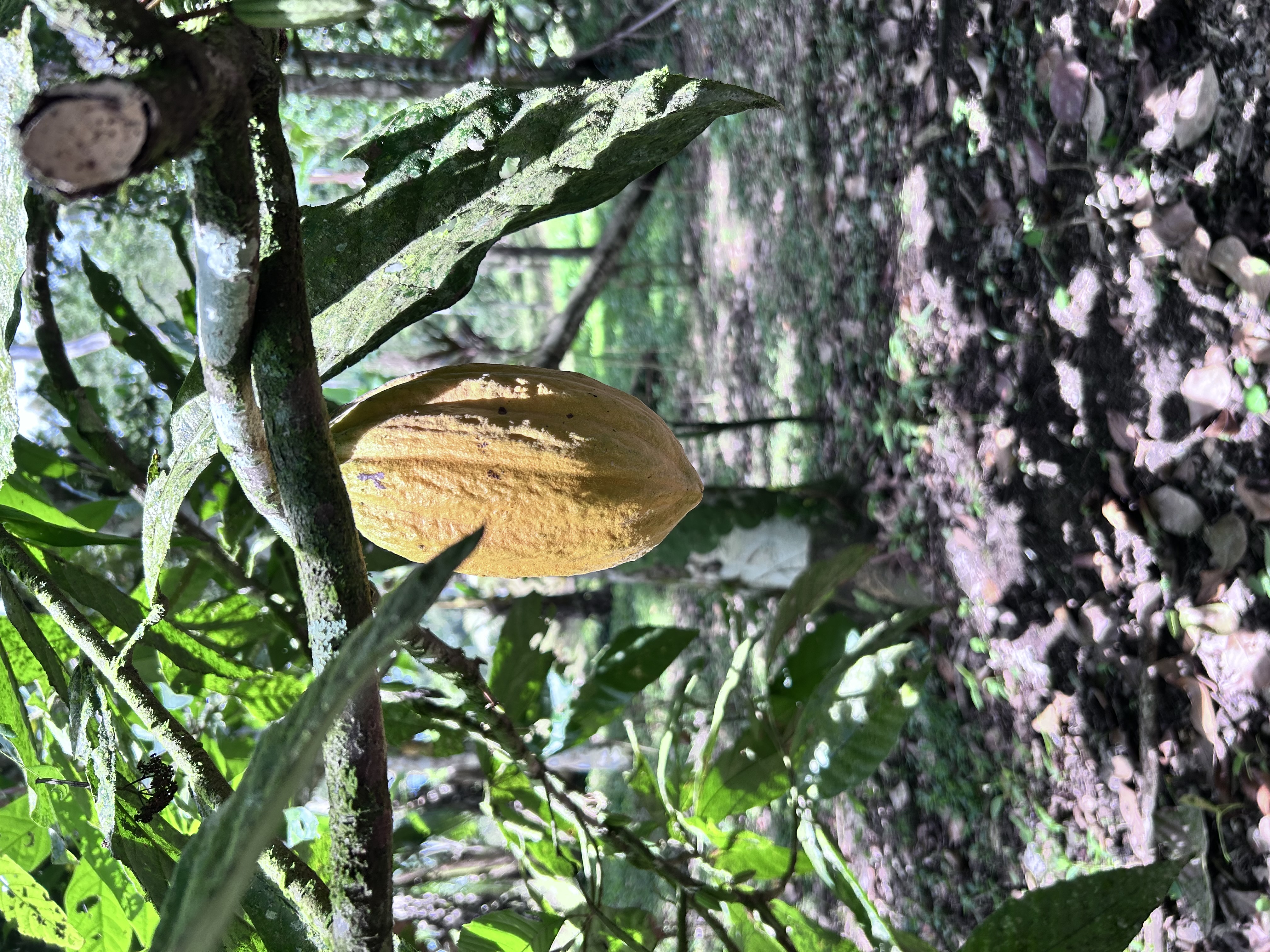 Cacao sacr\u00e9
