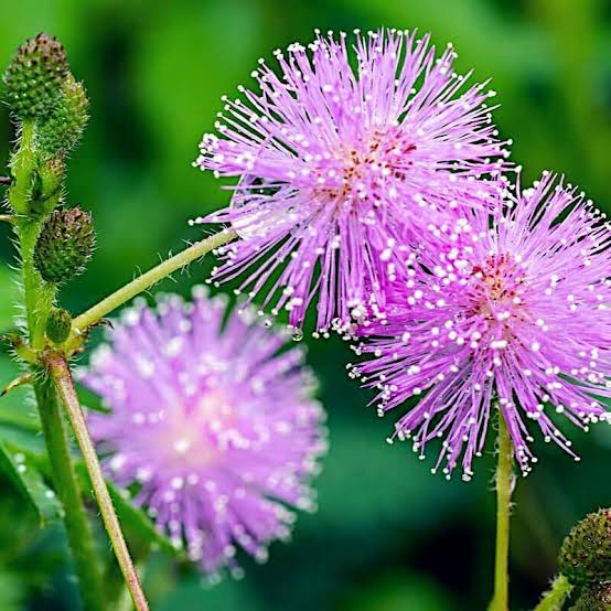 Plantas medicinales